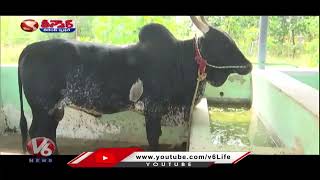 Pulikulam Cattle Breed Conservation  Tamil Nadu  V6 Teenmaar [upl. by Lorrimer]