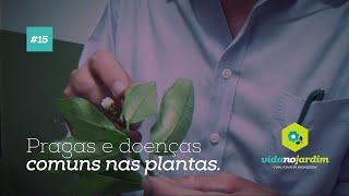 Pragas e doenças comuns nas plantas 15 [upl. by Gerrilee]