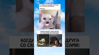 memes fyp youtube funny [upl. by Zebulon]