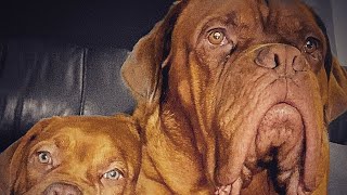 Dogue de bordeaux best family guard dog 2020 French mastiff [upl. by Jeno894]