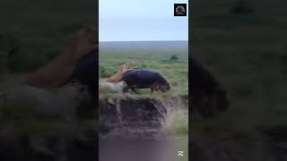 Injured Hippo Fights Off Lion Pride – You Wont Believe Who Wins [upl. by Alleoj]