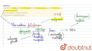 Name the host and the site where the following occur in the life cycle of a malarial parasite [upl. by Abisia]