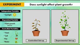 Independent Dependent and Controlled Variables in Controlled and Experimental Setup [upl. by Htebarual]