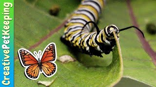 How to raise a caterpillar into a butterfly 🦋 SAVE THE MONARCHS [upl. by Aihsad]