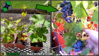 How many years does it take for a grapevine to produce fruit  Container Vineyard [upl. by Lagas]