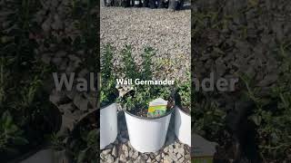 Wall Germander perennial native herb [upl. by Salman]