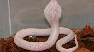 The White Leucistic Cobra [upl. by Alekram220]