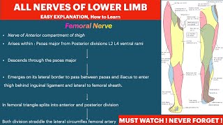 Lower Limb Nerves Anatomy Course Branches Femoral NerveObturator Nerve Sciatic Nerve Tibial Nerve [upl. by Erv]