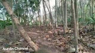 lokasi pamahan karangmangu dusun jambuluwukAGNurdinchannel8591 [upl. by Llirret]