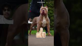 This Pitbull Dog Can beat Komodo😱 [upl. by Aicen]