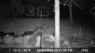 Two foxes playing and eating bird seed [upl. by Elane]