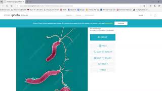 Endospore stain procedure [upl. by Enael]