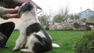 Dresaj Ciobanesc Mioritic  notiuni de baza  Romanian Mioritic Shepherd dog  tricks [upl. by Ecirahs]