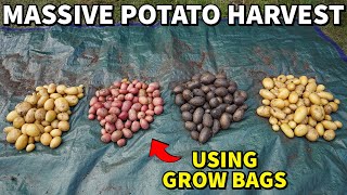 This EASY Fertilizer Routine Produced A MASSIVE POTATO HARVEST [upl. by Dlanod]