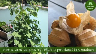 Physalis Fruit [upl. by Samuele]