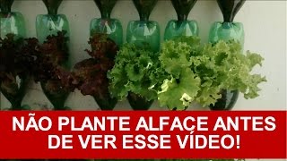 Como Plantar Alface Em Garrafa Petvasos processo completo  Horta Vertical do Tuím [upl. by Blainey196]