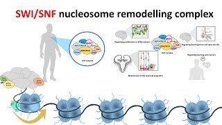 SWISNF Nucleosome remodeling complex [upl. by Oretos]