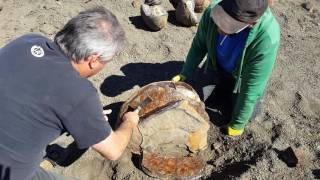 Cracking a great fossil Ammonite open [upl. by Illona]