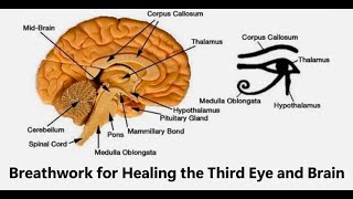 Breathwork for Healing the Third Eye and Brain [upl. by Yevreh]