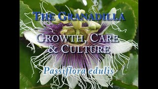 The Granadilla Growth Care and CulturePassiflora edulis [upl. by Bluefarb]