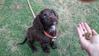 Tusker  Sprocker Spaniel Puppy  3 Week Residential Dog Training at Adolescent Dogs [upl. by Joktan]