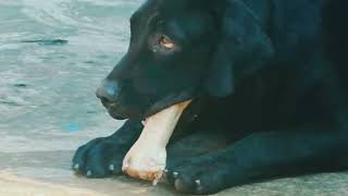 Give calcium bone for Dogs 🐕  Labrador Puppy eating calcium bone [upl. by Normalie]