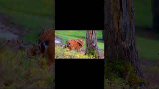 Please subscribe deer hunting 🦌 shorts viralshorts viralvideo [upl. by Adnohsed]