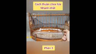 Cách thuần chòe lửa nhanh nhất phần 3 [upl. by Debbie]