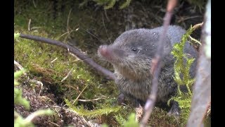 The Water Shrew  The British Mammal Guide [upl. by Marguerite]