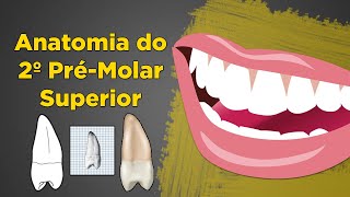 Anatomia do Segundo PréMolar Superior  Resumo de Anatomia Dental  Dente 15 e 25 [upl. by Melania]