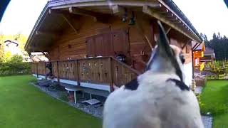 Woodpecker pecking at security camera [upl. by Henke]