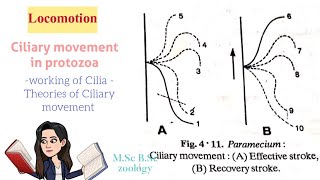 LocomotionCiliary movement in protozoaTypes of Cilia Theories of ciliary movt MSc BSc [upl. by Cupo]