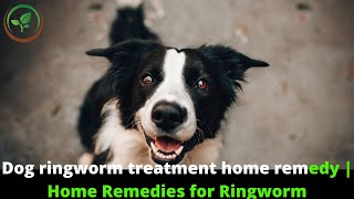 ✅ 7 Best Dog Ringworm Treatments and Home Remedies  Dog Ringworm Treatment Home Remedy [upl. by Ayimat]