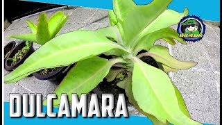 COMO SE USA LA DULCAMARA PLANTA MEDICINAL amp PARA QUE SIRVE  abacuq2000 vlogs [upl. by Enelime]