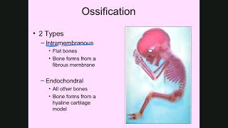 Ossification [upl. by Nerta]