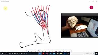 Temporomandibular ligaments [upl. by Izabel552]