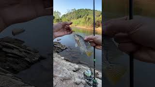 Fish Catching with Hook Fishing Rod Reel [upl. by Esma987]