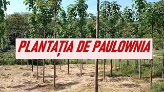 La plantația de Paulownia 🌳 [upl. by Etnoel]