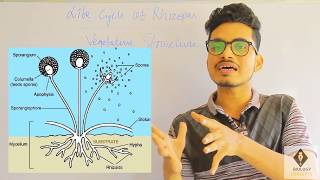 Vegetative Structure of Rhizopus [upl. by Aniras861]