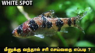 White Spot மீனுக்கு வந்தால் சரி செய்வது எப்படி   White Spot Medicine For Fish Tamil  Cooking Aqua [upl. by Stock960]