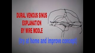 Venous sinuses of dura mater in 20 min on tips  TCML [upl. by Ignatzia519]