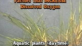 Factors that Increase Dissolved Oxygen In Water [upl. by Millwater]