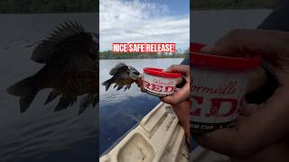 BLUEGILL FISHING w WormvilleUSA [upl. by Lundquist649]