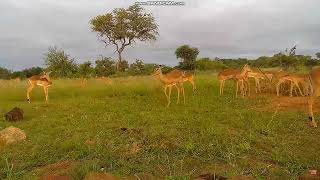 Naledi Game Lodge Greater Kruger National Park😍 20240122 [upl. by Ariad]