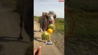 Camel Eats Cactus 😱🌵 [upl. by Koeninger]