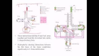 Structure of tRNA [upl. by Ahseer549]