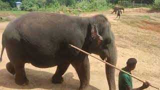 Pinnawala elephant orphanage [upl. by Adnamal]