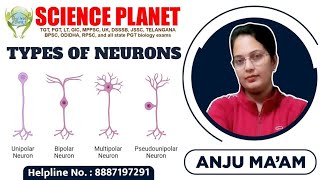 TYPES OF NEURONS I BY ANJU MAM I SCIENCE PLANET I APOLAR NEURON I UNIPOLAR NEURONS BIPOLAR NEURONS [upl. by Lourdes]