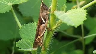 Grasshopper selyan1980 [upl. by Xylina]