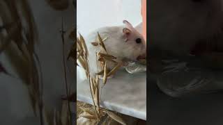 Keeping my dwarf hamster busy 仓鼠 hamsters foraging [upl. by Biddick403]